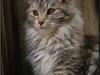 Maine Coon DK Proud Danish Jade [Tidl. kat]