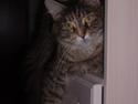 Maine Coon Duches