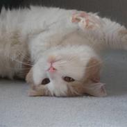 Blanding af racer Alberte