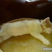 Blanding af racer Alberte