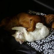 Blanding af racer Alberte