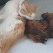 Blanding af racer Alberte