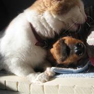 Blanding af racer Alberte