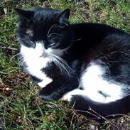 Blanding af racer Kællepot