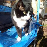 Blanding af racer Kællepot