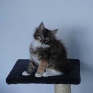 Maine Coon Bianca