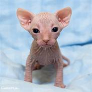 Sphynx Cassiopeia