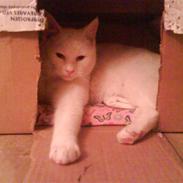 Blanding af racer Nisse :]