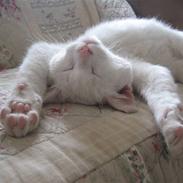 Blanding af racer Nisse :]