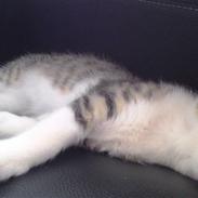 Huskat Milo