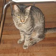 Blanding af racer felex.(misser)