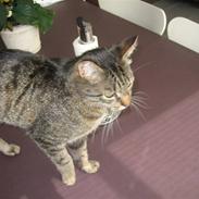 Blanding af racer felex.(misser)