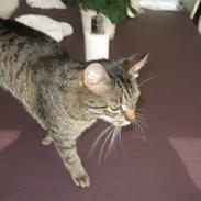 Blanding af racer felex.(misser)