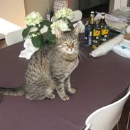 Blanding af racer felex.(misser)