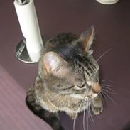 Blanding af racer felex.(misser)