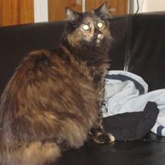 Norsk Skovkat DK Thomanis Fantasy