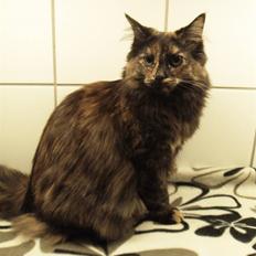 Norsk Skovkat DK Thomanis Fantasy