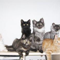 Norsk Skovkat DK Thomanis Fantasy