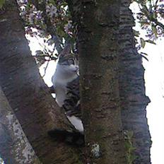 Blanding af racer Lille mis / Freja