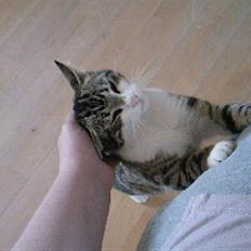 Blanding af racer Lille mis / Freja