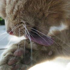 Blanding af racer Fjolle 