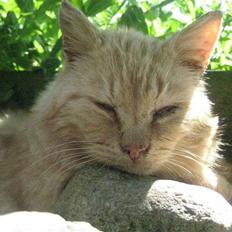 Blanding af racer Fjolle 