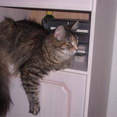 Maine Coon Duches