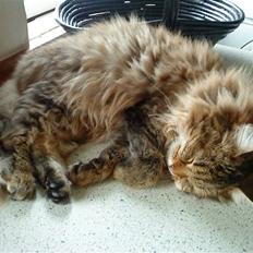 Norsk Skovkat Freja R.I.P :(