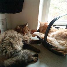 Norsk Skovkat Freja R.I.P :(