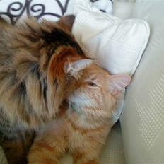 Norsk Skovkat Freja R.I.P :(