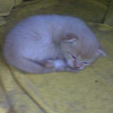 Blanding af racer Rurushu