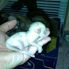 Blanding af racer Rurushu