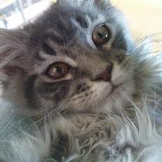 Maine Coon Nala (Kejserinden)