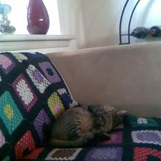 Blanding af racer Tulle   DØD