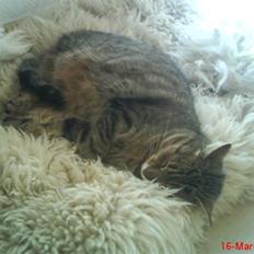 Blanding af racer Tulle   DØD