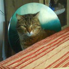 Blanding af racer Tulle   DØD