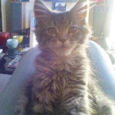 Maine Coon Nala (Kejserinden)