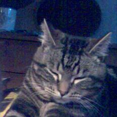 Blanding af racer Findus den 3