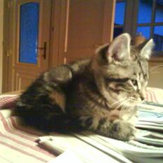 Blanding af racer Findus den 3