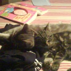 Blanding af racer Findus den 3