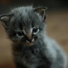 Blanding af racer Gabby