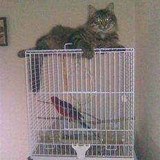 Blanding af racer Gabby