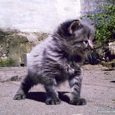 Blanding af racer Gabby