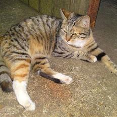 Blanding af racer Mille