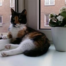 Blanding af racer Baby