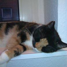 Blanding af racer Baby