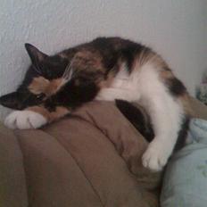 Blanding af racer Baby