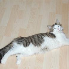 Norsk Skovkat DK Øxenholdts Aragon