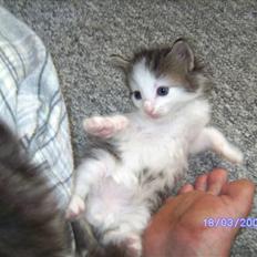 Norsk Skovkat DK Øxenholdts Aragon