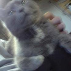 Blanding af racer Kopernikus (død)